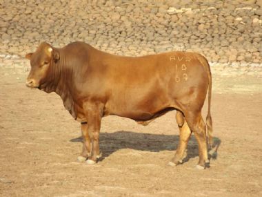 Lot 7 AVR 14 69 - 
